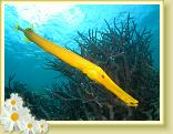 230-TrumpetFish (Aulostomus chinensuis)